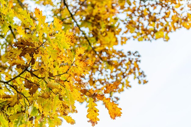 High section of autumnal tree against sky