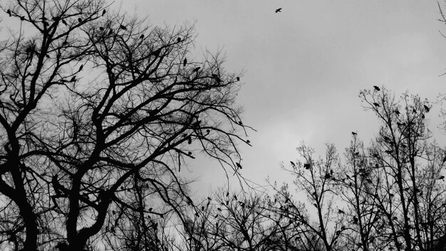 空に照らされた裸の木の高い部分