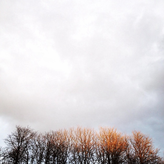 Foto sezione alta di alberi nudi contro il cielo