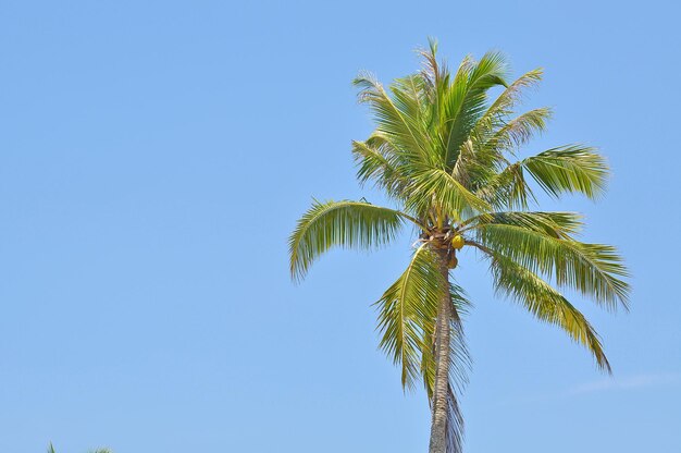 写真 青い空を背景に高い部分のナツメヤシの木