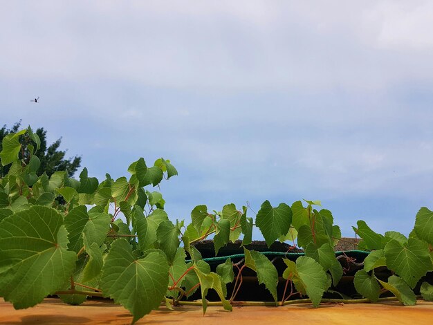 High section of plants against blue sky and clouds