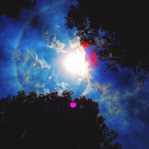 Foto sezione alta di alberi a silhouette contro il cielo