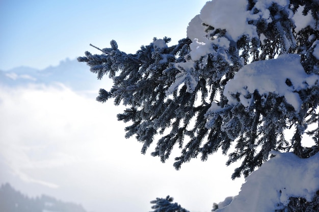 空の向こうに雪が積もった木の高い部分