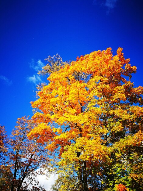 High section of tree against blue sky