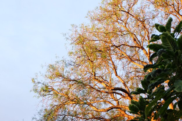 High section of tree against clear sky