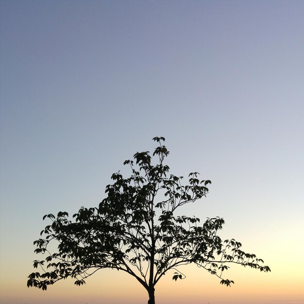 Foto sezione alta dell'albero contro il cielo