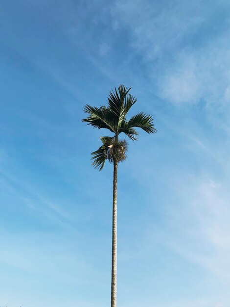 High sky palm trees