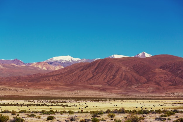 볼리비아의 높은 눈 덮인 산