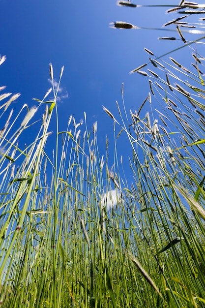 Alti steli di cereali contro il cielo blu in estate, primo piano