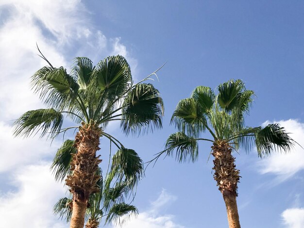 High tropical southern desert palms with large green leaves and strong strong trunks