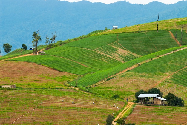 High view of rice terraces Mae Chaem Chiang Mai Northern Thailand