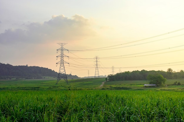 High voltage electricity distribution pole with trees shadow at sunset electric supply transmission pylon line for energy generator technology industry