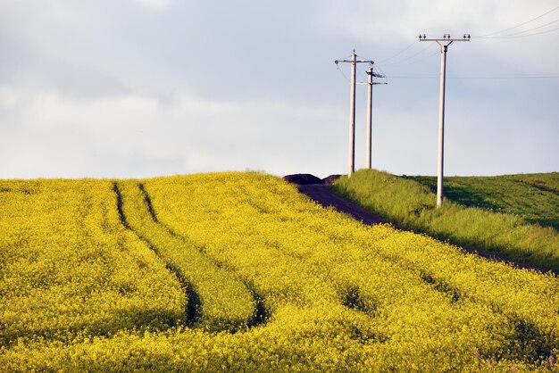 High voltage electricity poles between wheat and canola fields