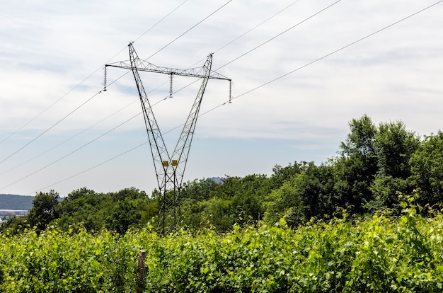 A high voltage pylon surrounded by vineyards and other plants near sunset