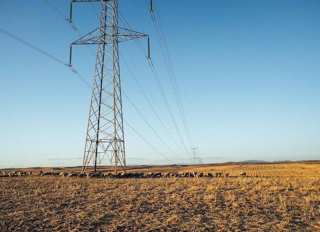 High voltage structure with grazing sheep Energy impoverishment in Spain