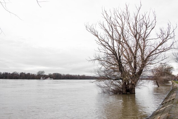 high water level in the river during a flood trees in the water