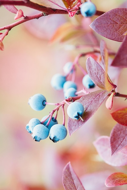 Highbush bosbessenplant in de herfst vaccinium corymbosum vruchten op struik in de herfst