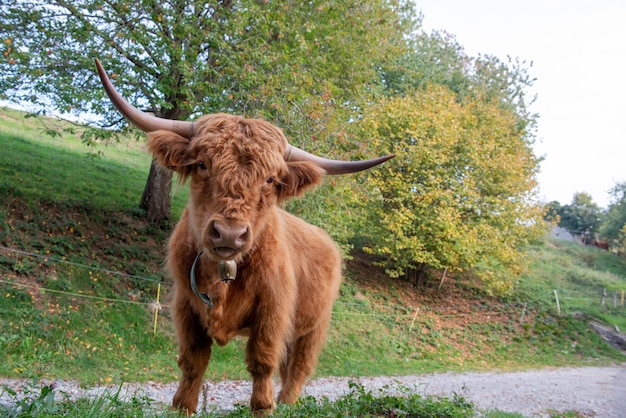 La razza bovina highlandad è nota per la sua rusticità