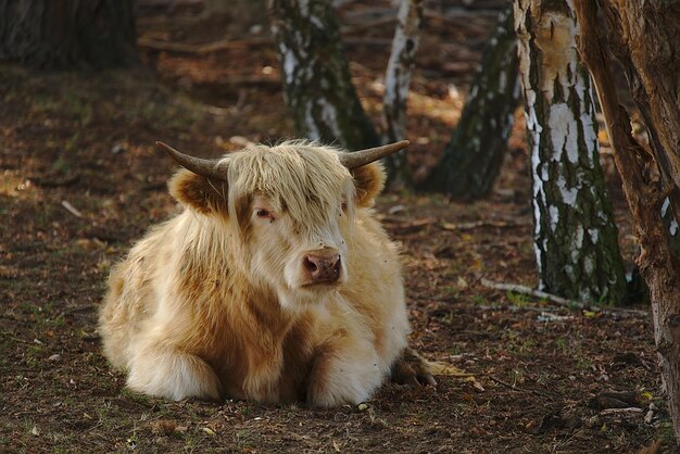 Photo highland beef lying on ground relaxing
