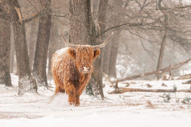 雪と氷に覆われたハイランド牛 (Bos taurus taurus)。オランダのディーラーウッド。