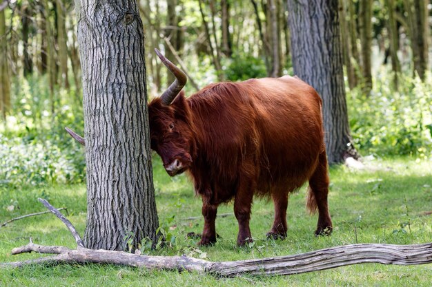 Foto bovini di montagna per albero