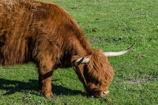 Highland cattle eats