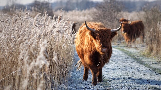 Photo highland cattle on field during winter