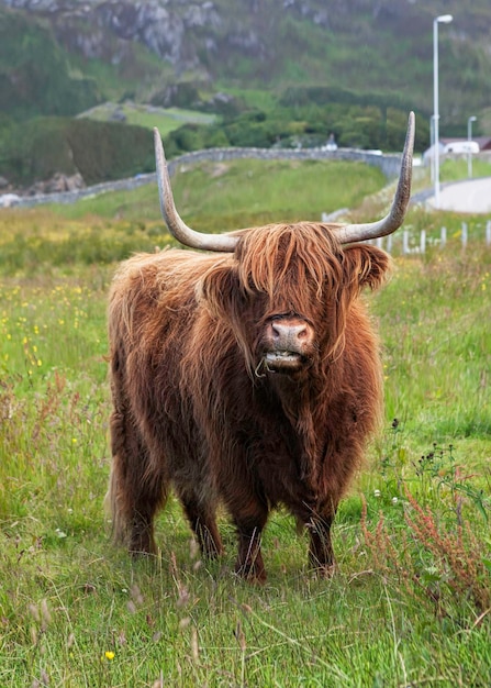 Photo highland cattle in a field