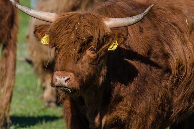 Highland cattle looking