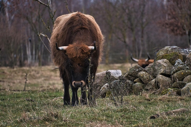 Highland cattle in a meadow Powerful horns brown fur Agriculture and animal breeding