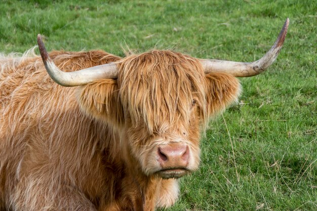 Highland cattle resting on grassy field