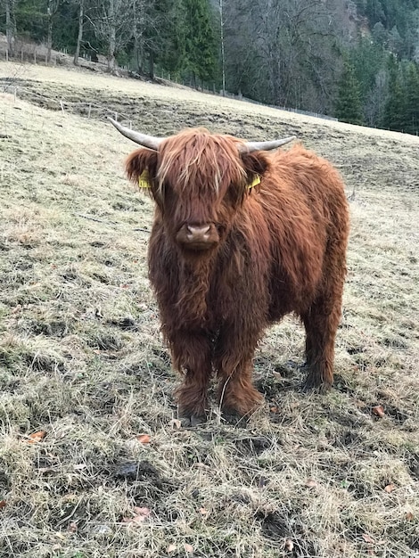 Highland cattle standing on field