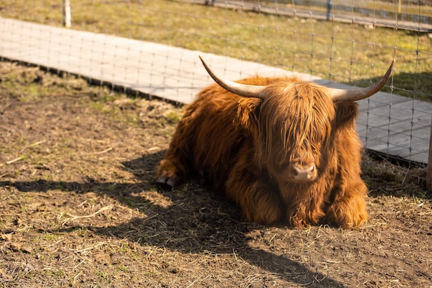 Mucca dell'altopiano marrone in una gabbia.