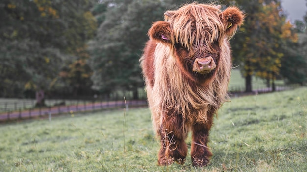 Highland Cow in a field in Scotland