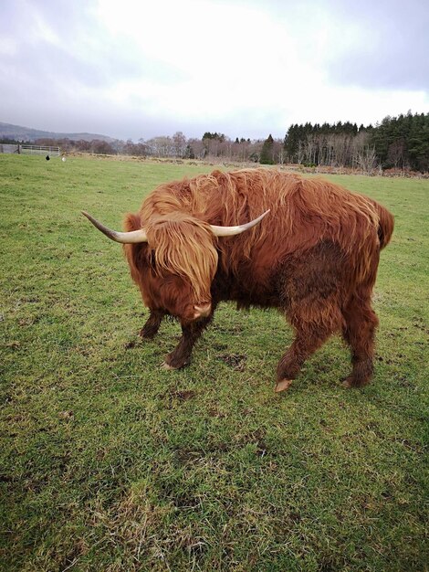 Photo highland cow on a field