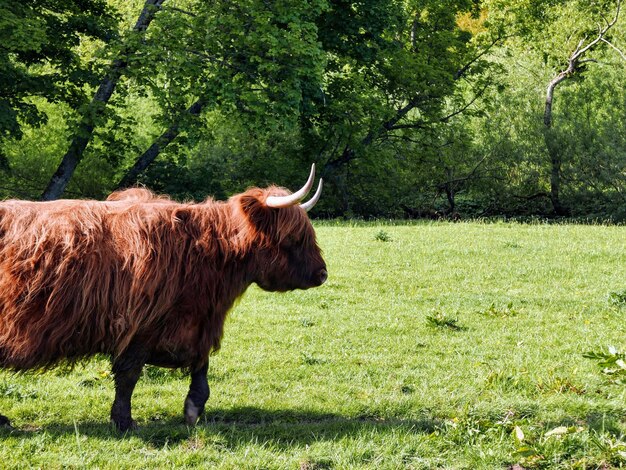 Photo highland cow in a field