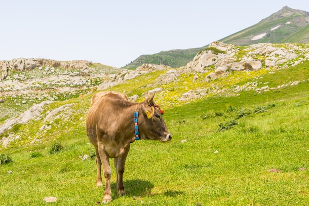 Highland Cow on a Field, Artvin, Turkije