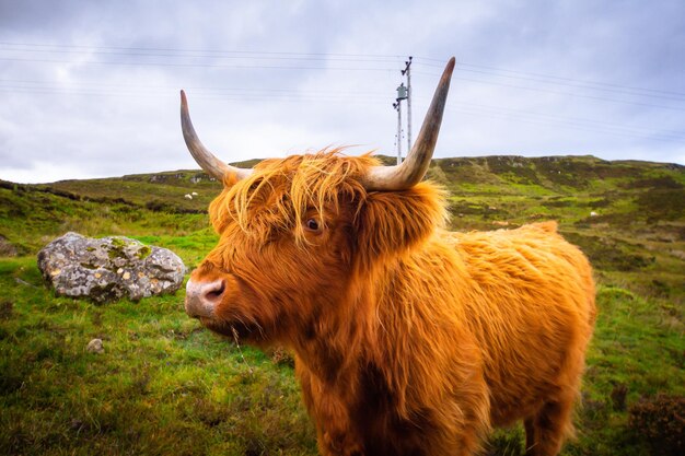 Highland cow in scotland