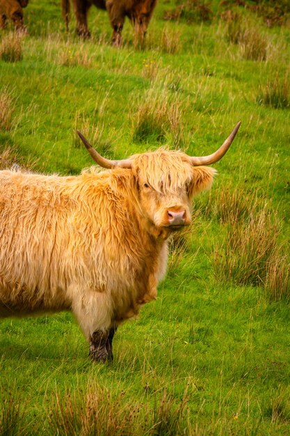 Highland cow in scottish highlands