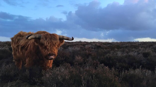 Photo highland cow standing in a field