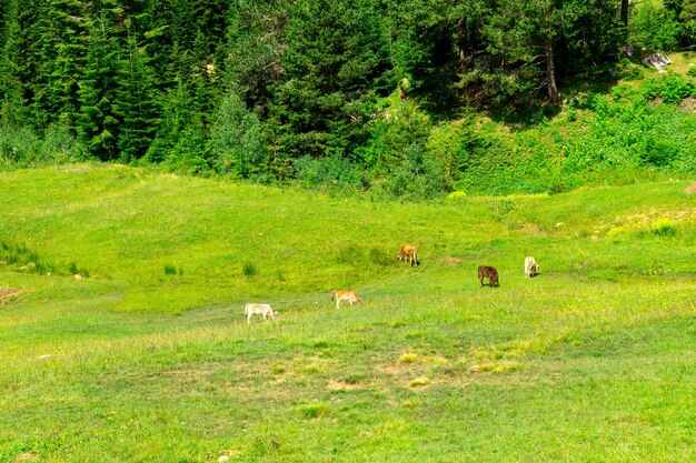 フィールド上のハイランド牛、Artvin、トルコ