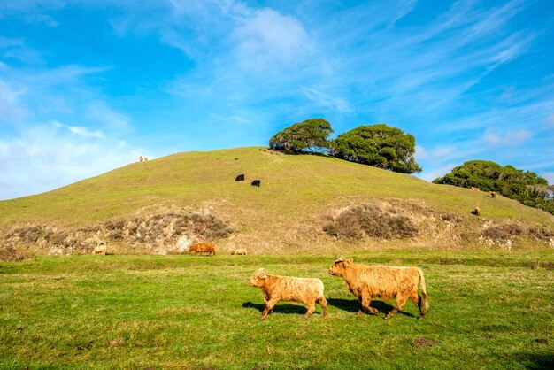 Highland cows on a field california