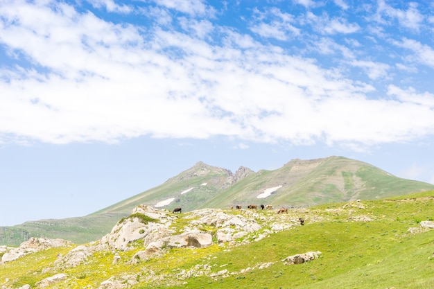 写真 フィールド上のハイランド牛、artvin、トルコ