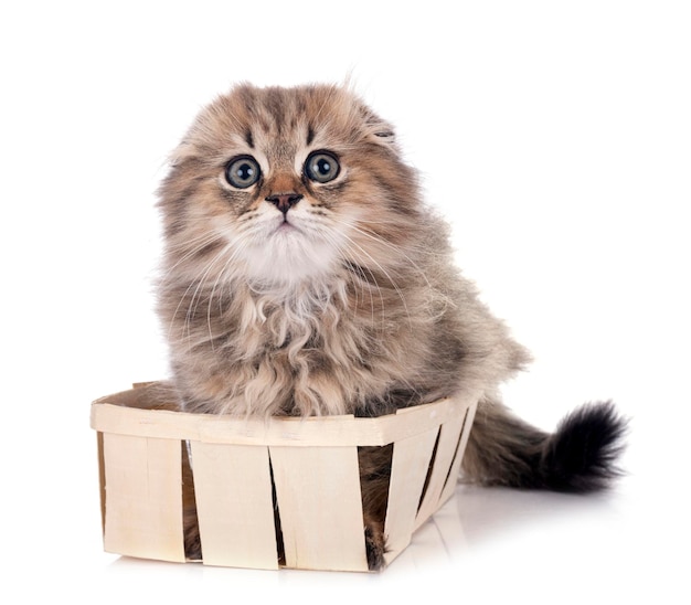 highland fold kitten in front of white background