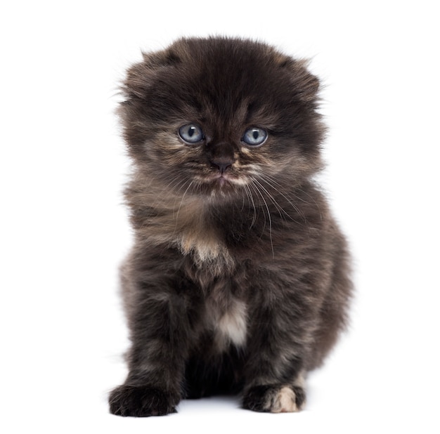 Premium Photo | Highland fold kitten looking at the camera isolated on