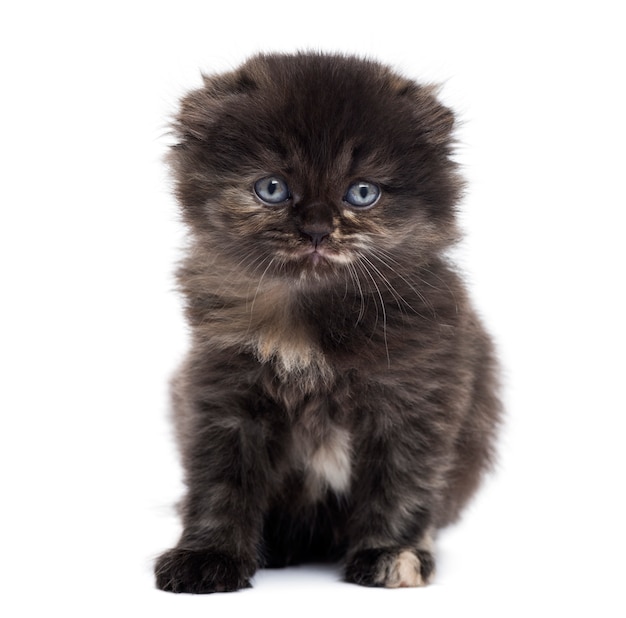 Highland fold kitten looking at the camera isolated on white