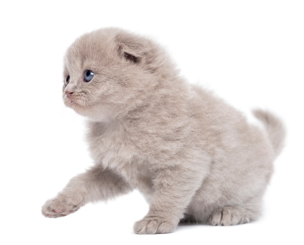 Highland fold kitten pawing up isolated on white