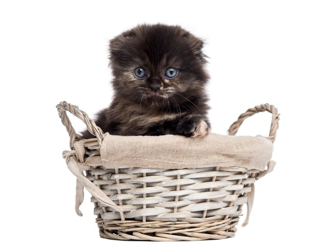 Highland fold kitten in a wicker basket isolated on white