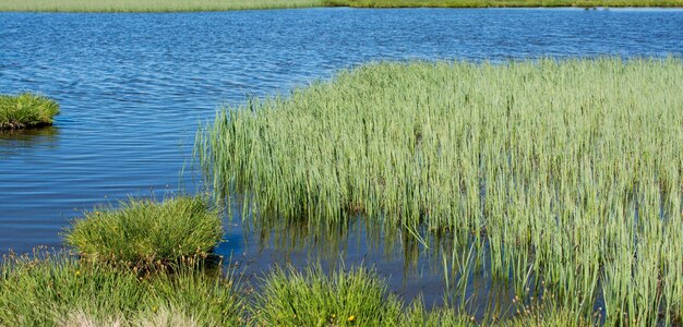 アートヴィンの緑の自然背景にある高地の湖