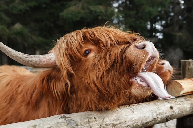 Muso con ritratto di mucca scozzese dell'altopiano con la lingua fuori dietro la staccionata di legno nello zoo di contatto